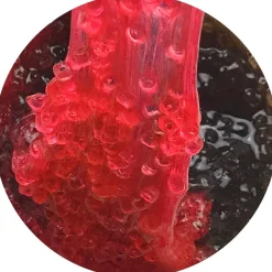 Clear Base Slime|Beaded Slime><noscript><img width=